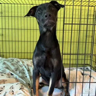 Blackie