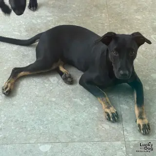 Blackie