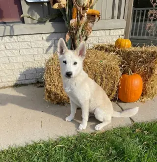 **MARSHMALLOW**