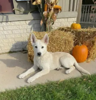 **MARSHMALLOW**