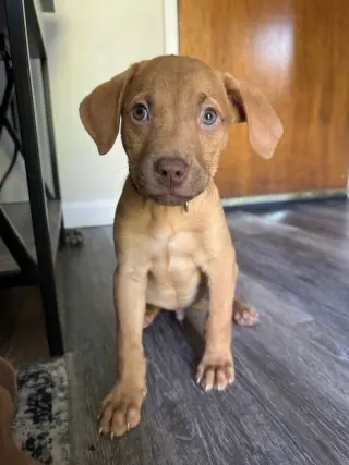 **JASPER**