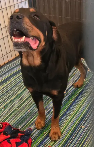 Duke