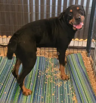 Duke