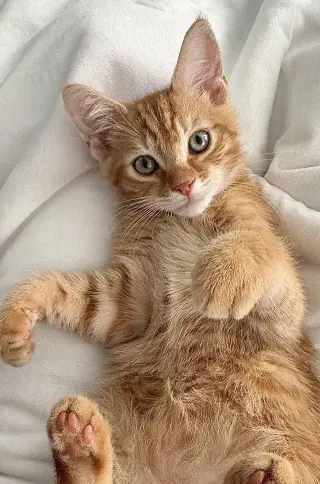 Jack