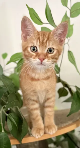 Jack