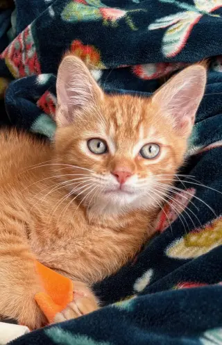 Jack