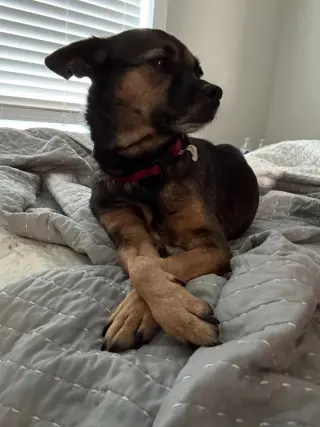 Pebbles