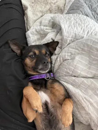 Pebbles