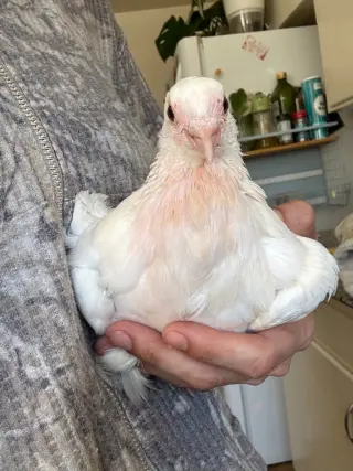 Goose