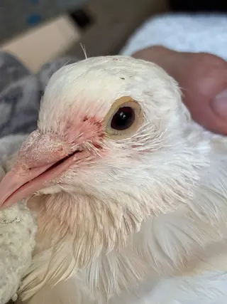 Goose