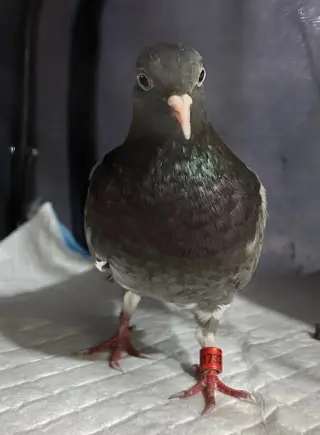 Gigi
