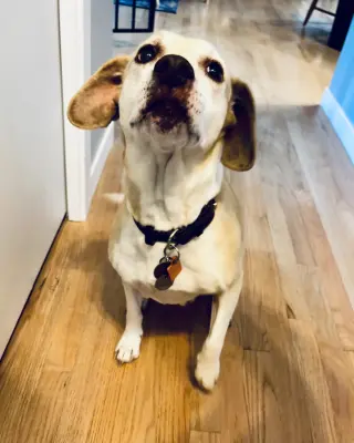 Chelsea *Help I need a foster home!* Sweet Senior!