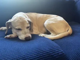 Chelsea *Help I need a foster home!* Sweet Senior!