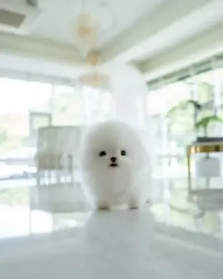 Pomeranian and French bulldog