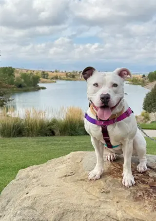 *BELLA ANN