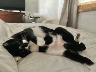 TuxeE