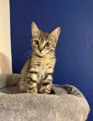 Oakley