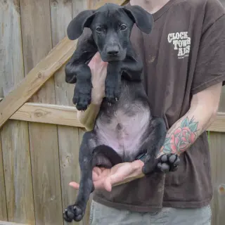 Jinx