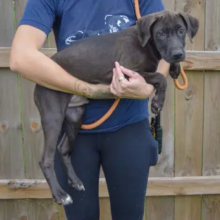 Boo