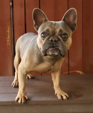 Paco