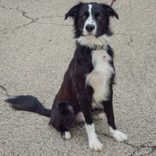 Ozzie
