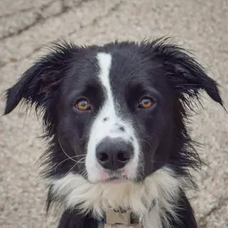Ozzie