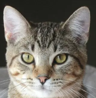 Roald
