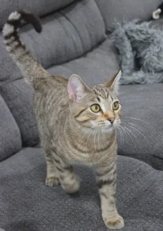 Roald
