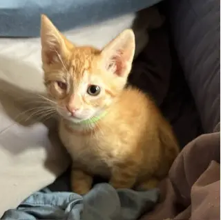 wink