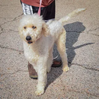 Duke
