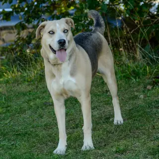 Vera