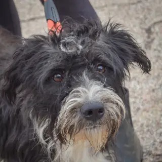 Bindi
