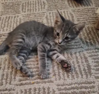 Louie