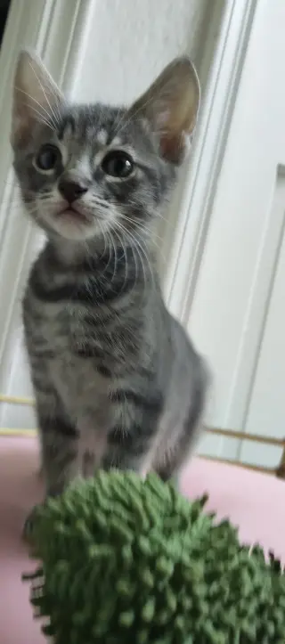Louie