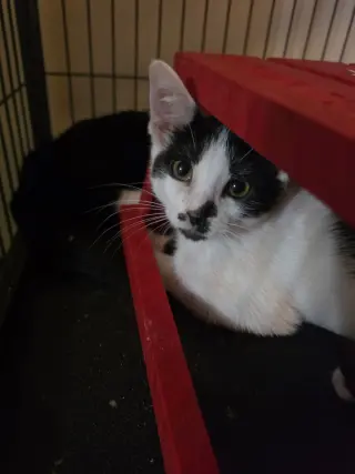 Pouperie bonded with Fig