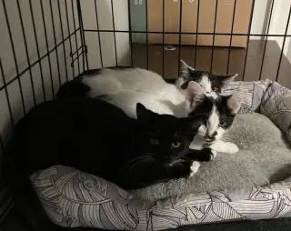 Pouperie bonded with Fig