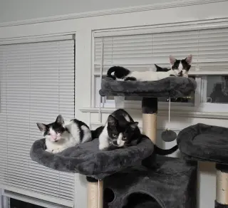 Fig bonded with Pouperie