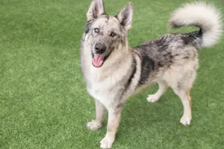 Zephyr