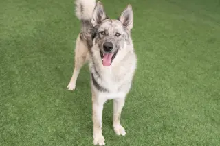 Zephyr