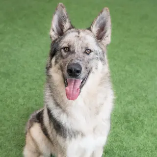 Zephyr