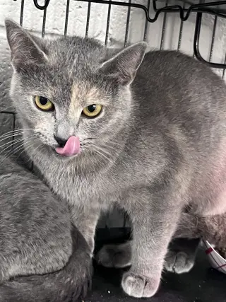 Eloise
