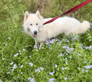 Yuki