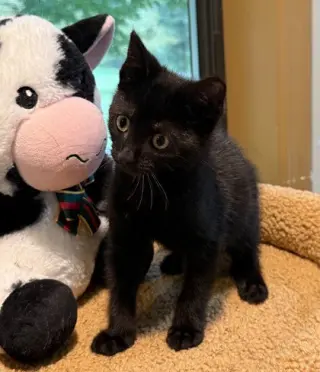 Captain Cat Sparrow