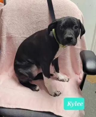 Kylee