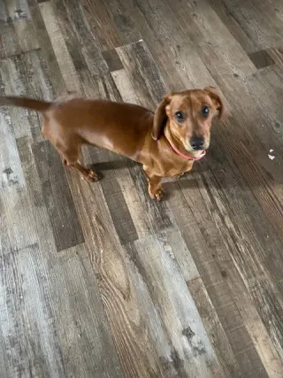 Penny