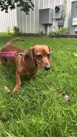 Penny