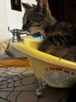 Pop