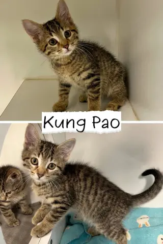 Kung Pao Chicken