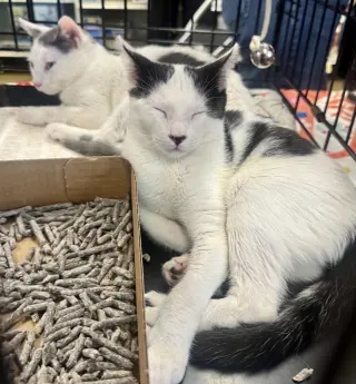 Daisy and Tommy