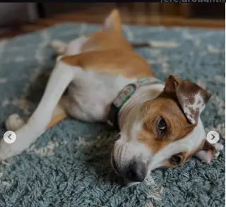 Otis (Courtesy)